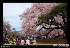 HANAMI viewing spot | Adventure Vitamin ~Japan Travel Tips~ Yu-pon