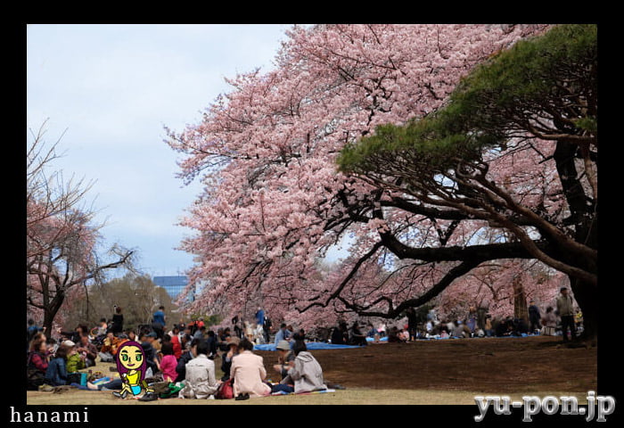 hanami sakura ,Yu-pon's thumbnail image